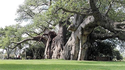 Baobab Tree Older Than The Egyptian Pyramids 